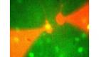 New Tech Post — Neurons Behaving Like Social Networks